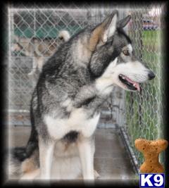 Dogs for Sale